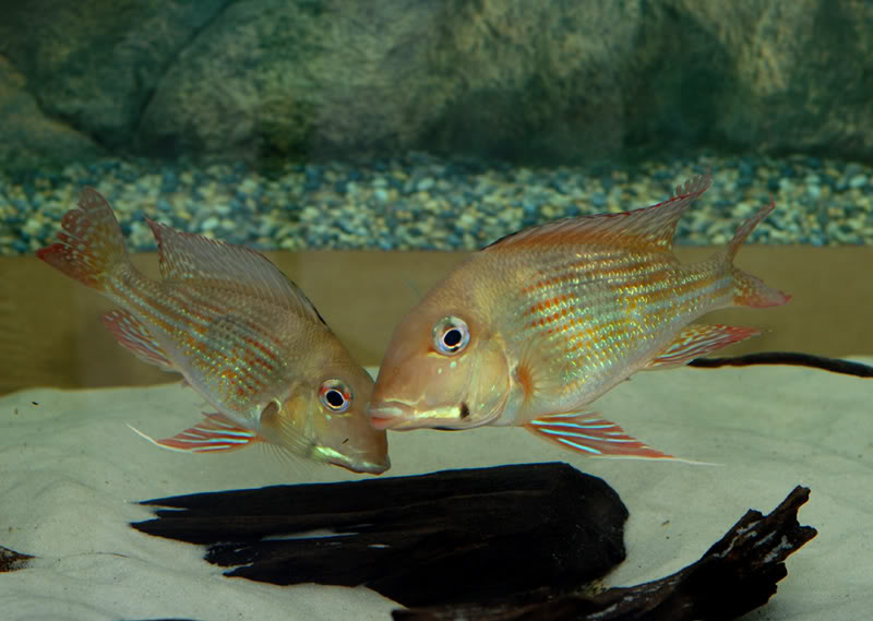 Geophagus brachybranchus