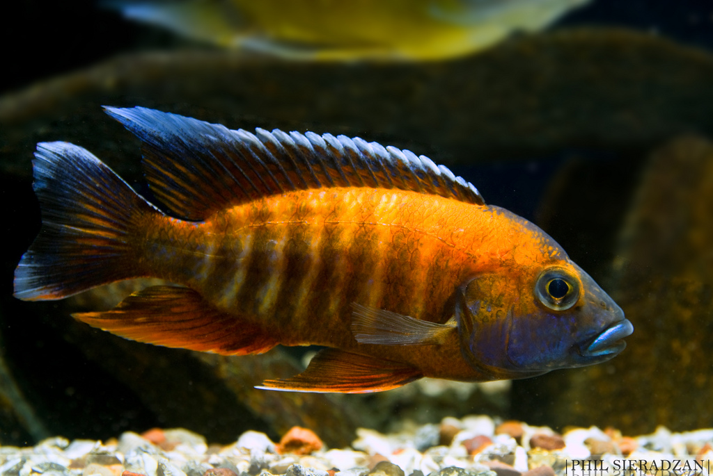 Aulonocara jacobfreibergi