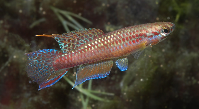 Aphyosemion erythron