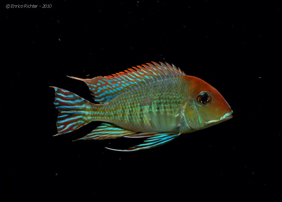 Geophagus sp. 'orange head'