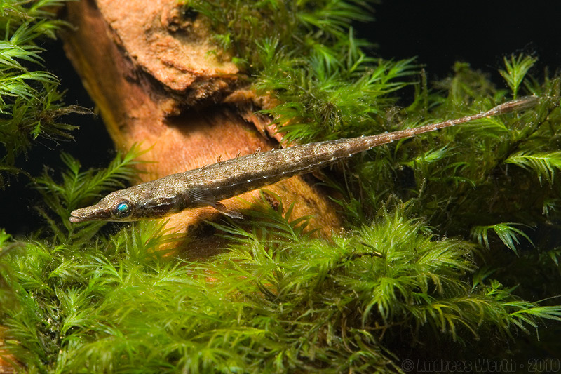 Indostomus crocodilus