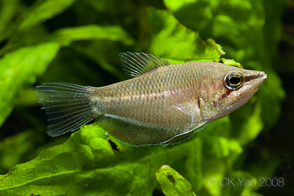 Sphaerichthys acrostoma