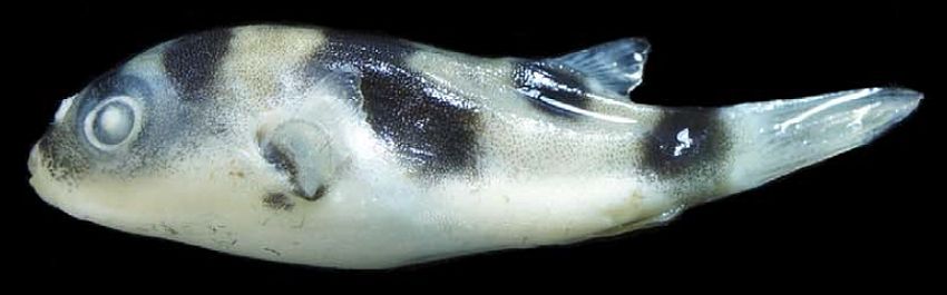 Colomesus tocantinensis