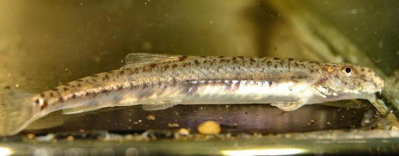 Acanthopsoides sp. 'A02'