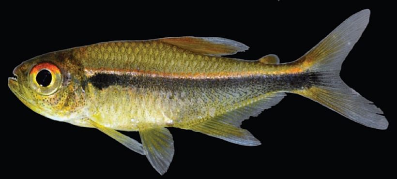 Hyphessobrycon eschwartzae