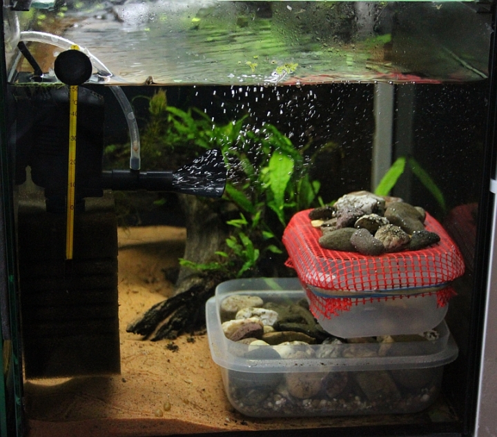 斑鳍粒鲶