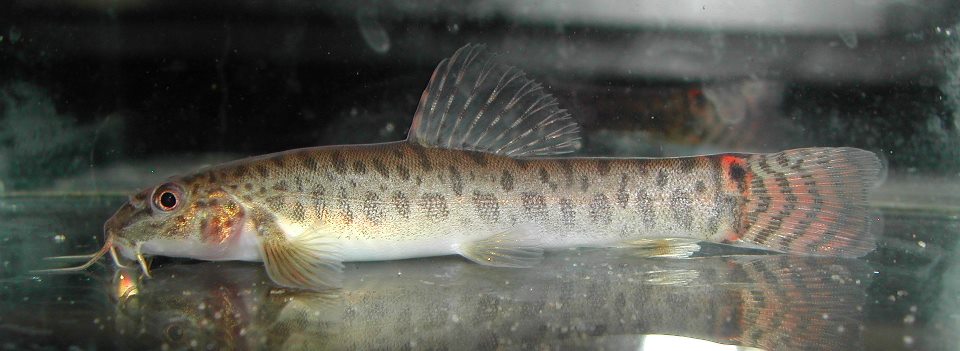 Acanthocobitis sinuata