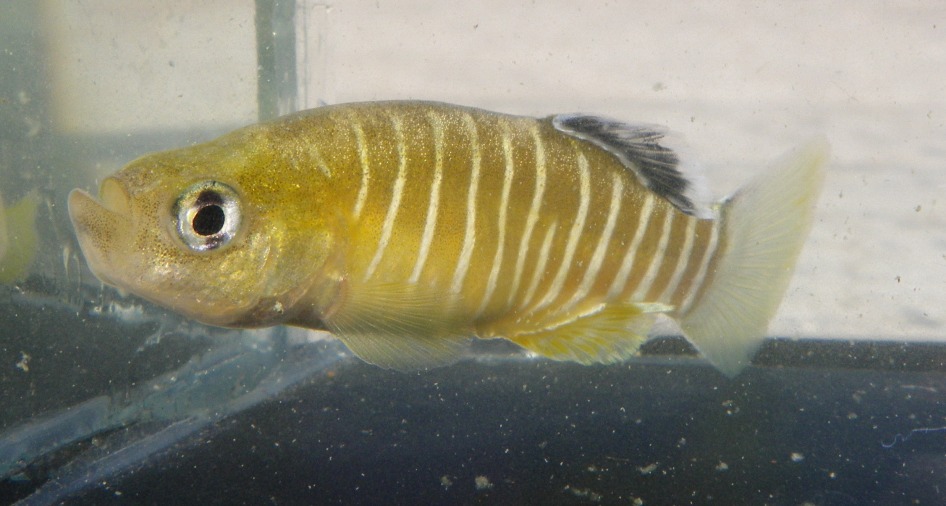 Esmaeilius vladykovi