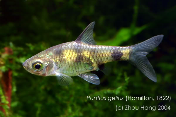 Pethia aurea