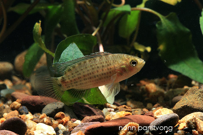 Badis siamensis