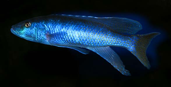 Champsochromis caeruleus