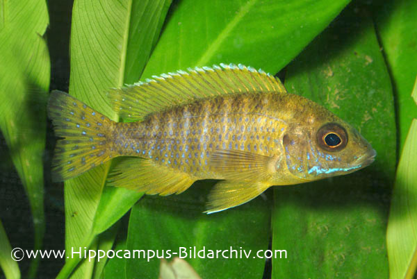 Aulonocara sp. 'stuartgranti maleri'