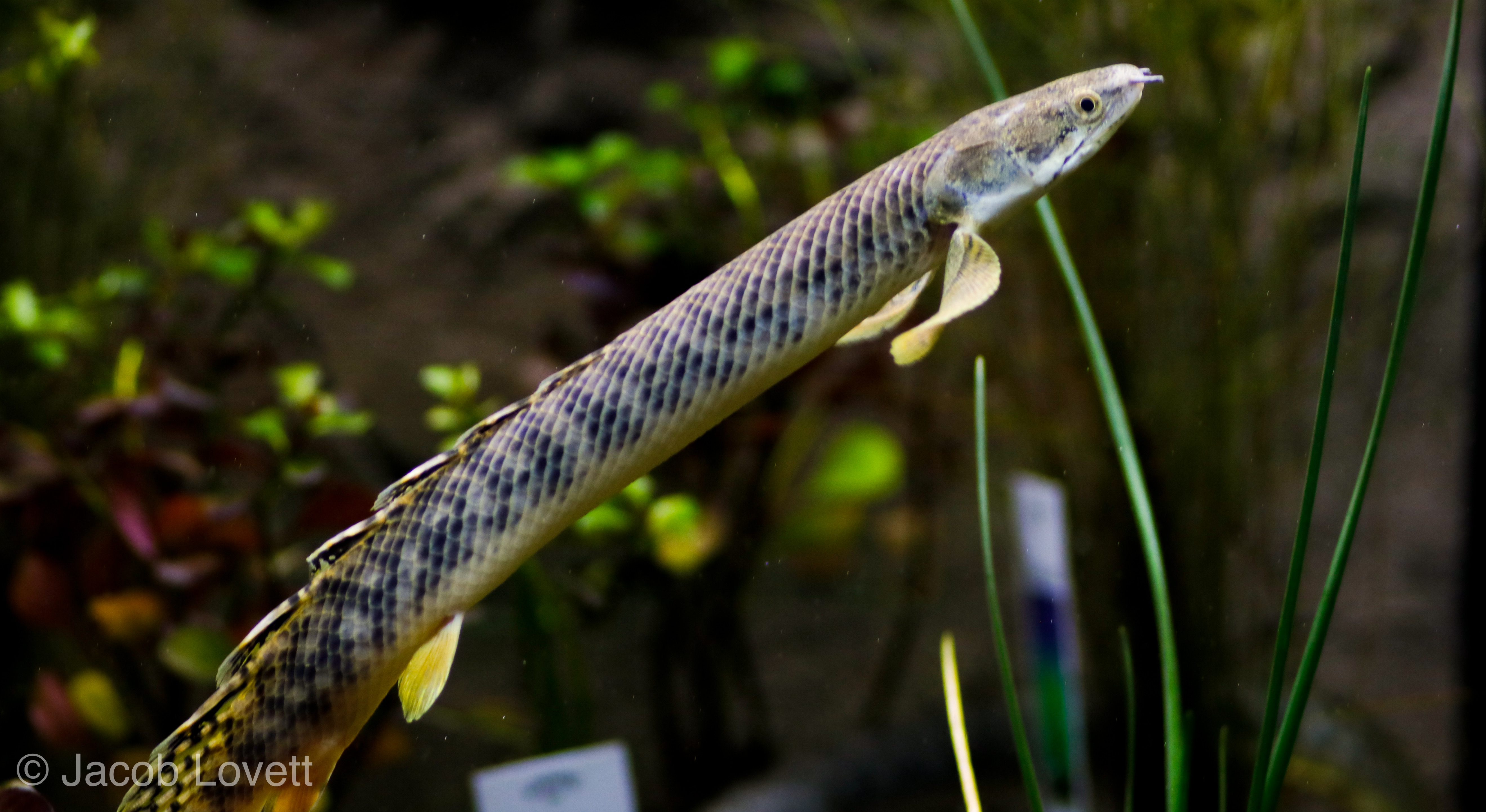 Polypterus palmas palmas