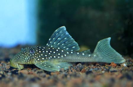 Hemiancistrus sp.