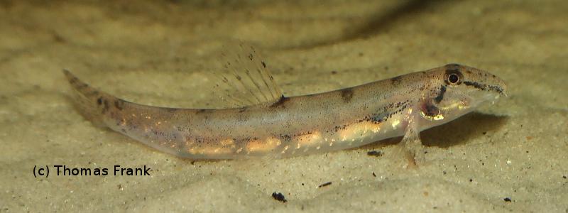 Kottelatlimia hipporhynchos