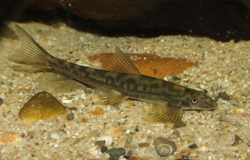 Annamia cf. thuathienensis