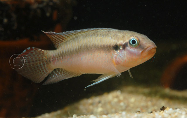 Congochromis sabinae