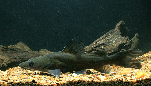 Hemibagrus filamentus