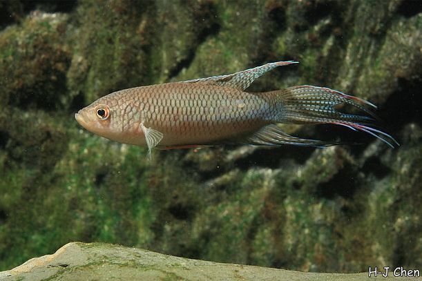 Macropodus erythropterus