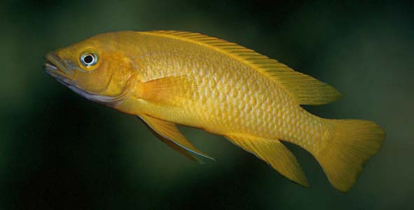 Neolamprologus leleupi