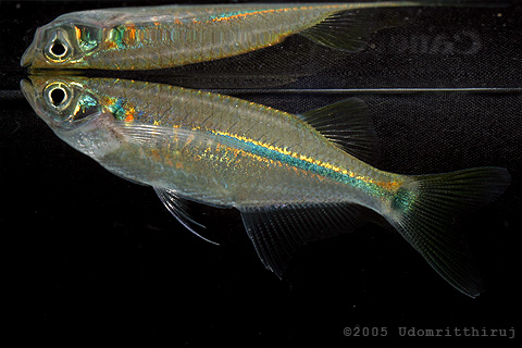 Laubuka siamensis
