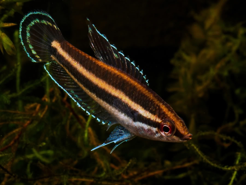 Parosphromenus sp. 'Sentang'