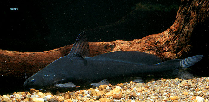Bagrichthys obscurus