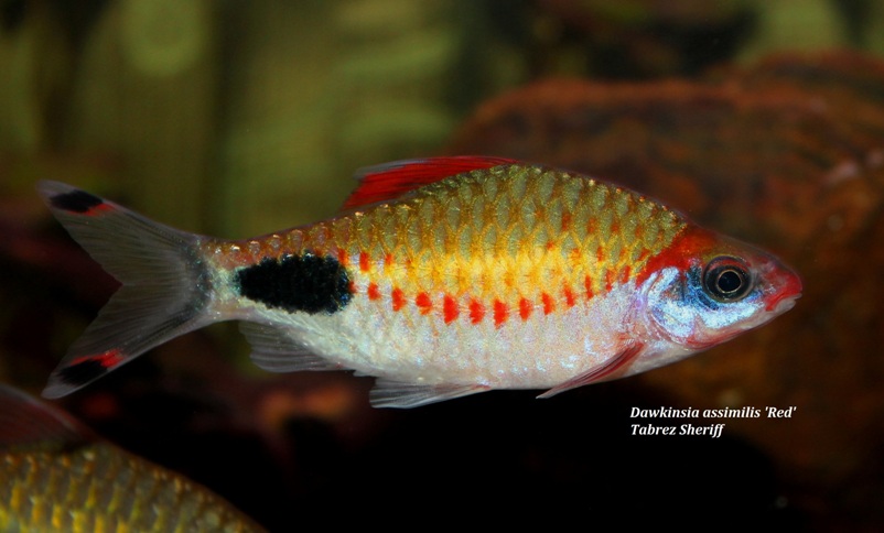 Dawkinsia assimilis