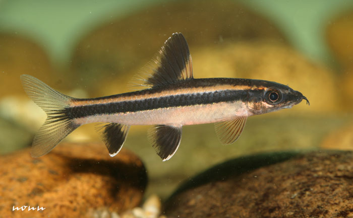 Epalzeorhynchos kalopterum