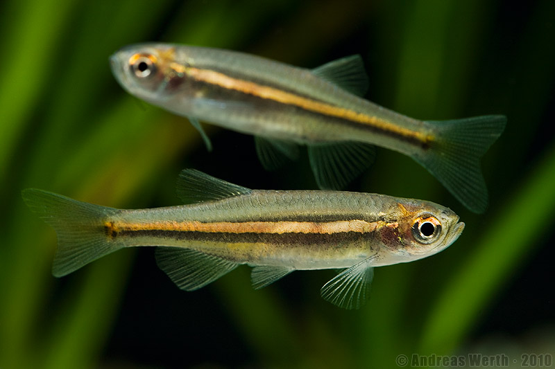 Danio jaintianensis