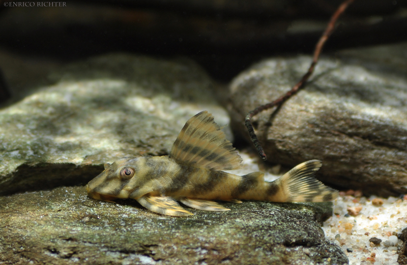 Peckoltia sp.