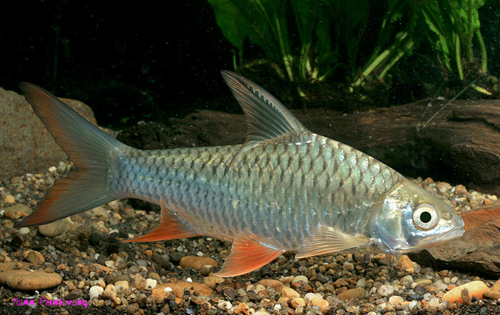 Hypsibarbus malcolmi