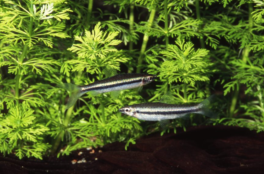 Nannostomus grandis