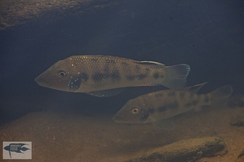 Retroculus acherontos