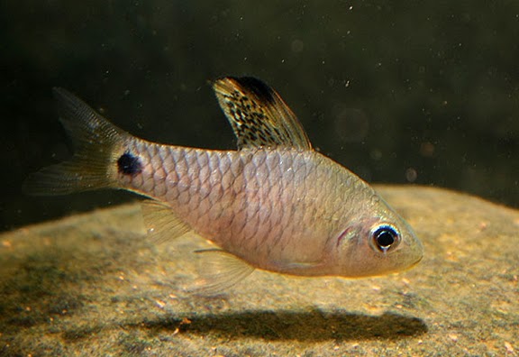 Oreichthys crenuchoides