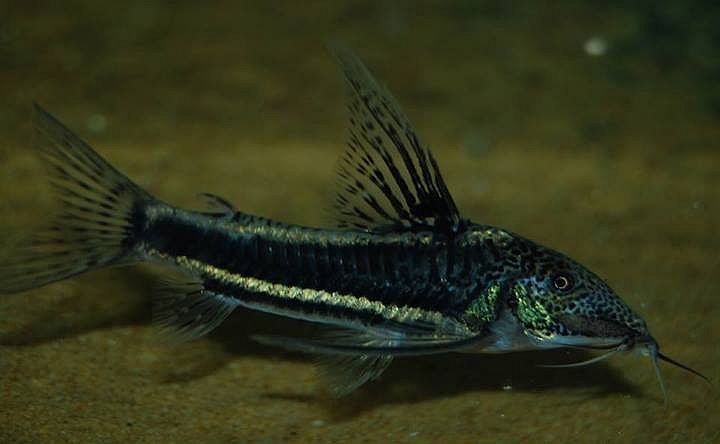Scleromystax sp. C113