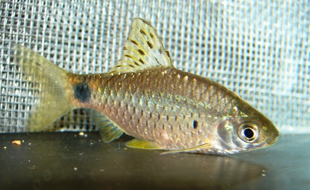 Pethia punctata