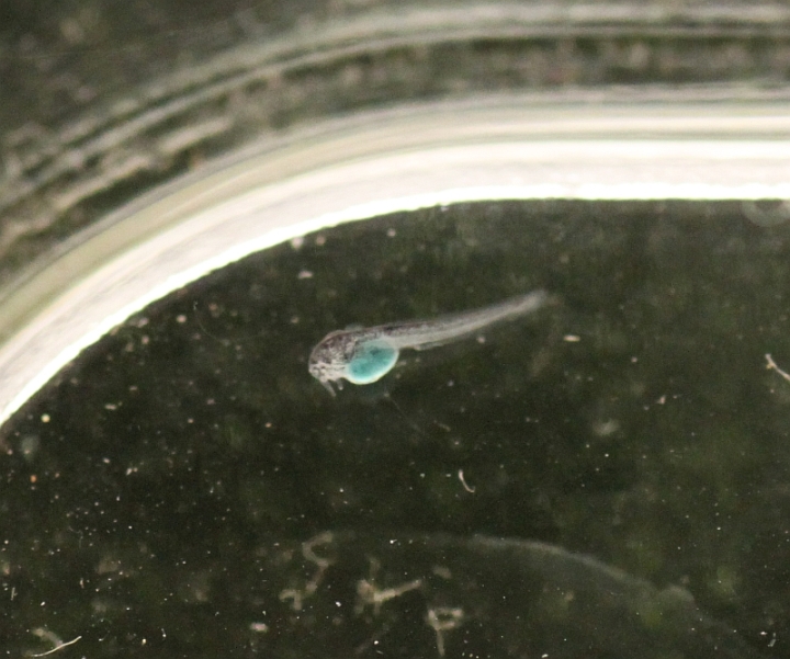 斑鳍粒鲶