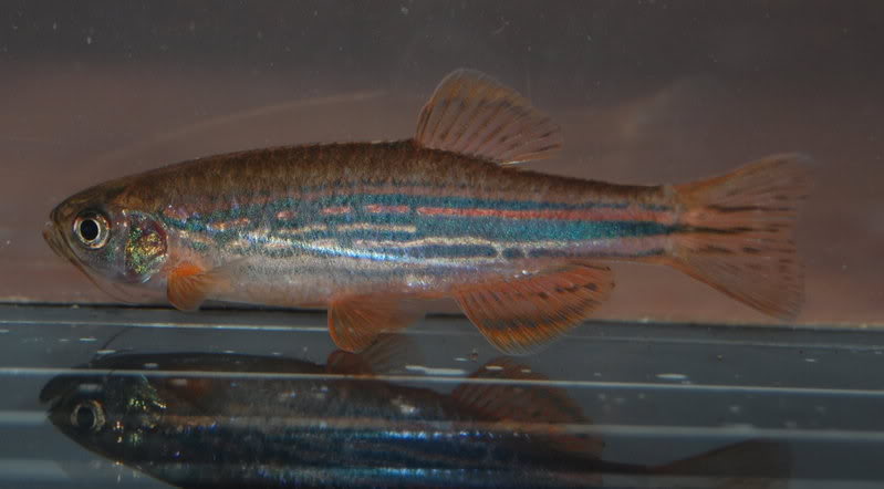 Danio meghalayensis