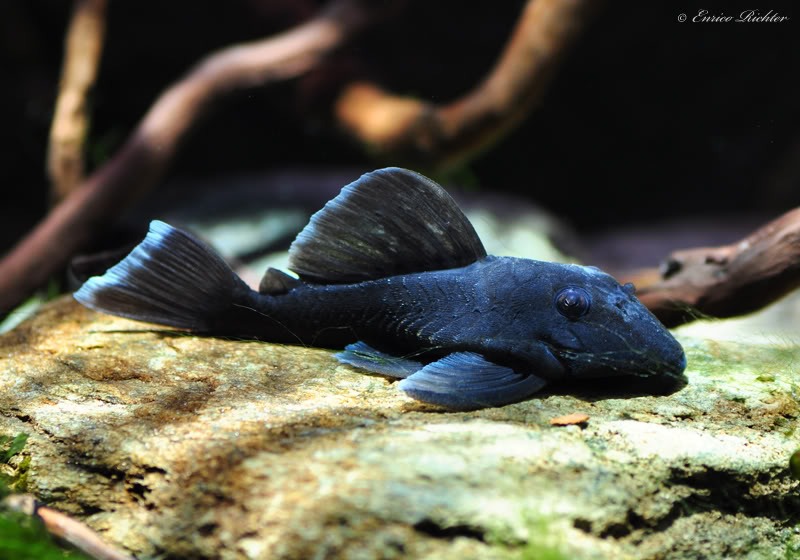 Baryancistrus beggini