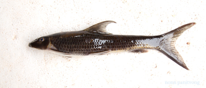 Garra theunensis
