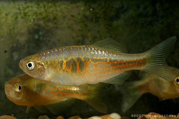 Devario sp. 'giraffe'