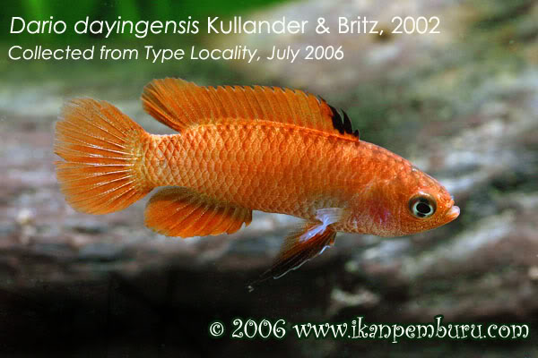 Dario dayingensis