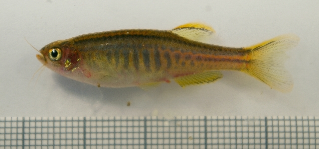 Danio flagrans
