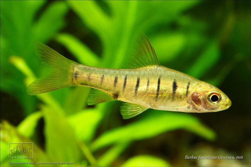 'Barbus' fasciolatus