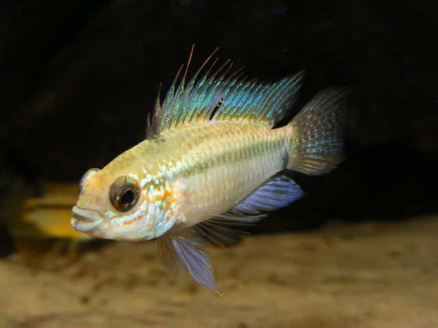 Apistogramma eremnopyge