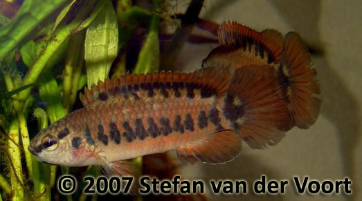 Badis ferrarisi
