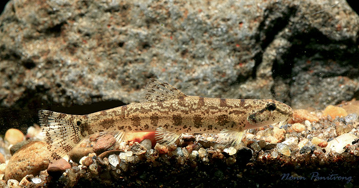 Lepidocephalichthys micropogon