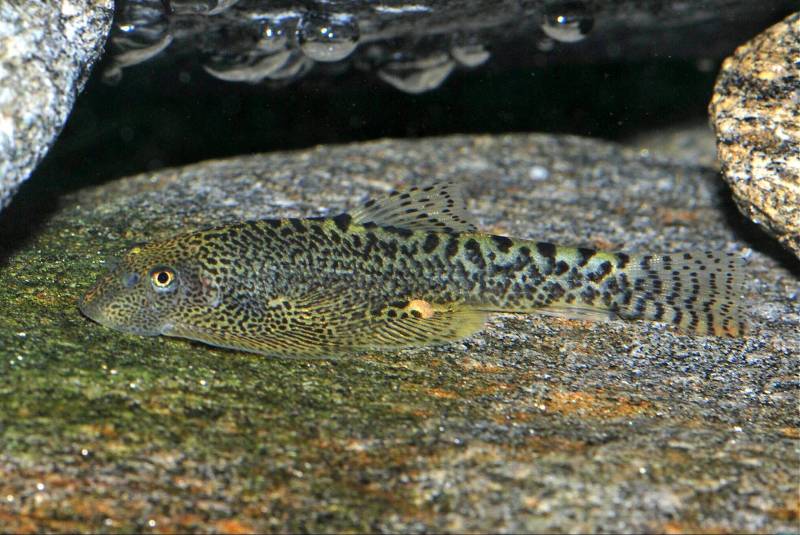 Sewellia sp. 'SEW04'