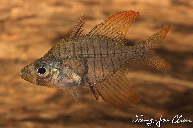 Gymnochanda verae